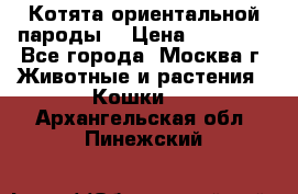 Котята ориентальной пароды  › Цена ­ 12 000 - Все города, Москва г. Животные и растения » Кошки   . Архангельская обл.,Пинежский 